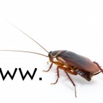 www.cockroach